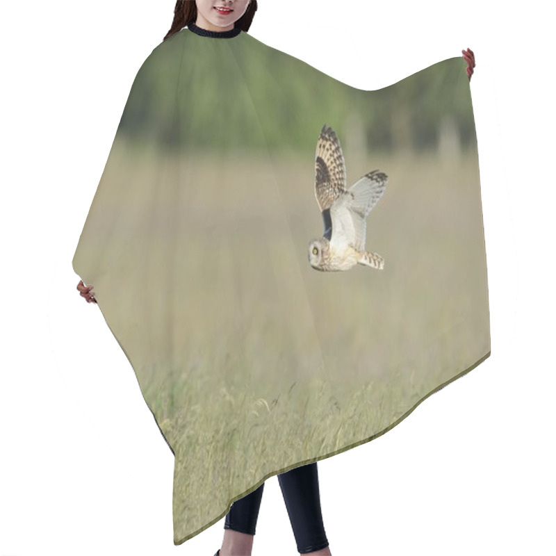 Personality  Short-eared Owl, In Flight Over A Meadow, Foraging For Food Hair Cutting Cape