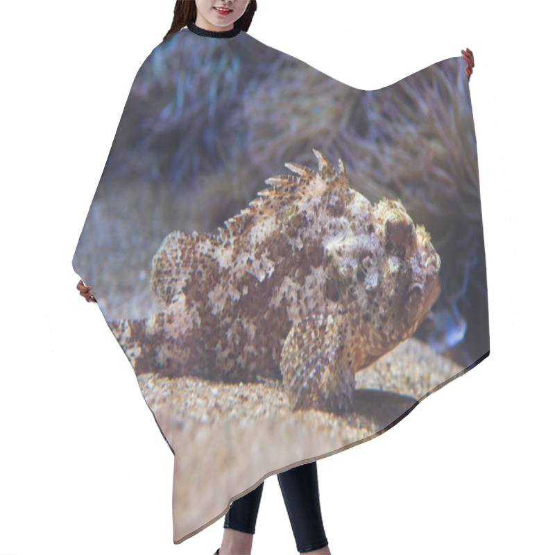 Personality  Small Red Scorpionfish (Scorpaena Notata). Hair Cutting Cape