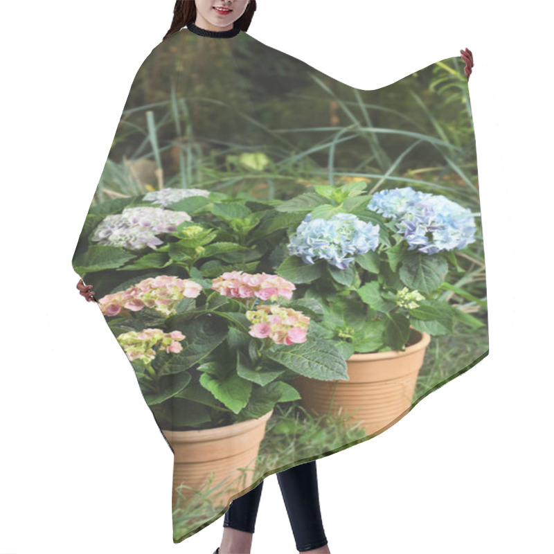 Personality  Beautiful Blooming Hortensia Plants In Pots Outdoors Hair Cutting Cape