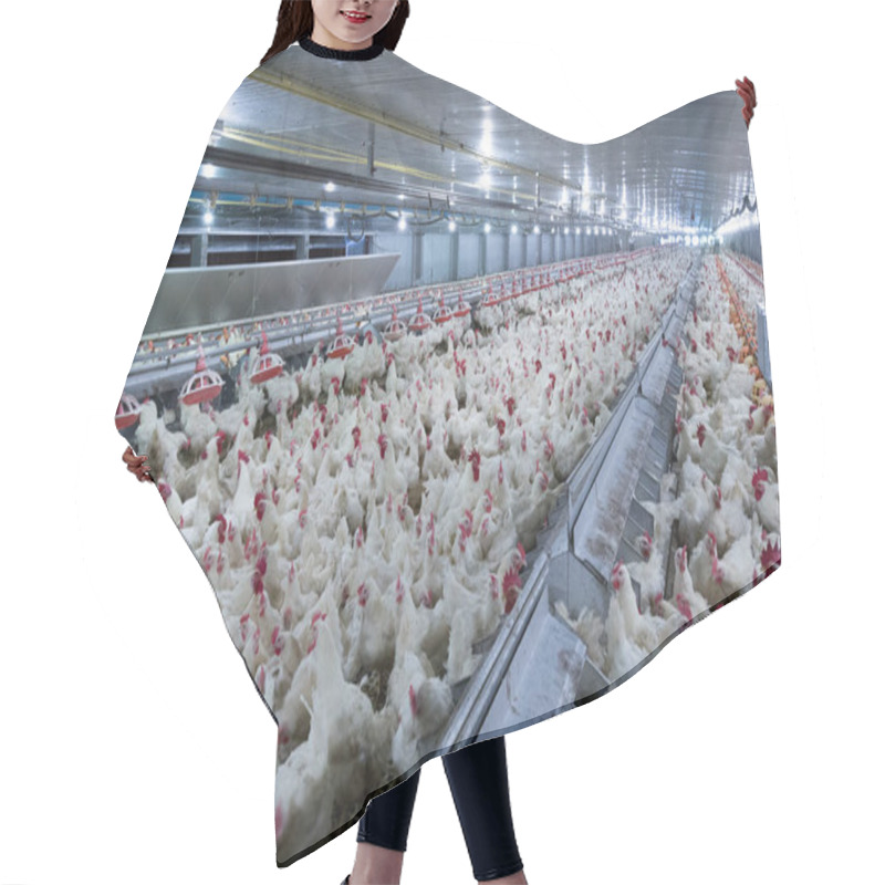 Personality  Poultry Farm With Chicken. Husbandry, Housing Business For The Purpose Of Farming Meat, White Chicken Farming Feed In Indoor Housing. Live Chicken For Meat And Egg Production Inside A Storage. Hair Cutting Cape