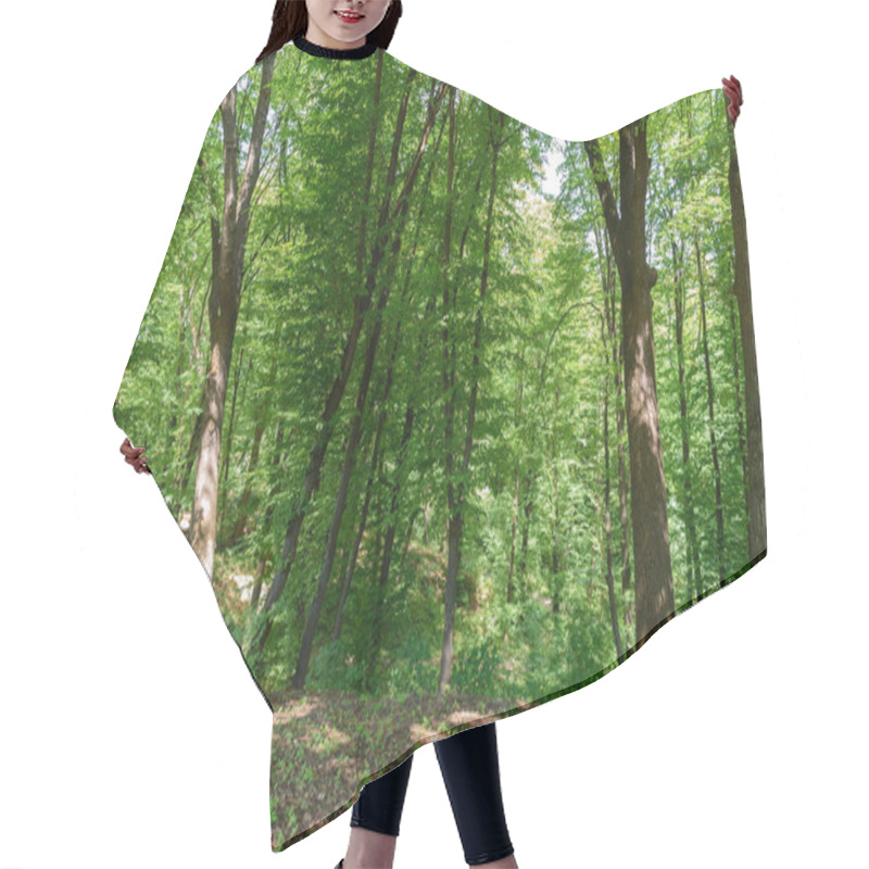 Personality  Scenic View Of Trees In Forest During Daytime  Hair Cutting Cape