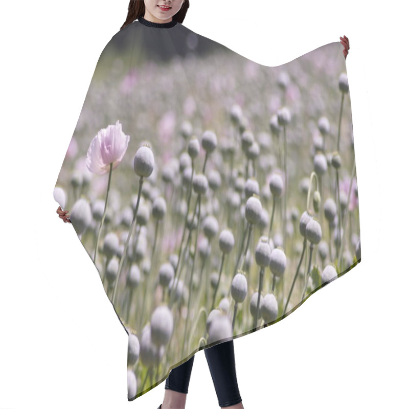 Personality  Summer Flower, Poppy Flower Petals, Flora  Hair Cutting Cape