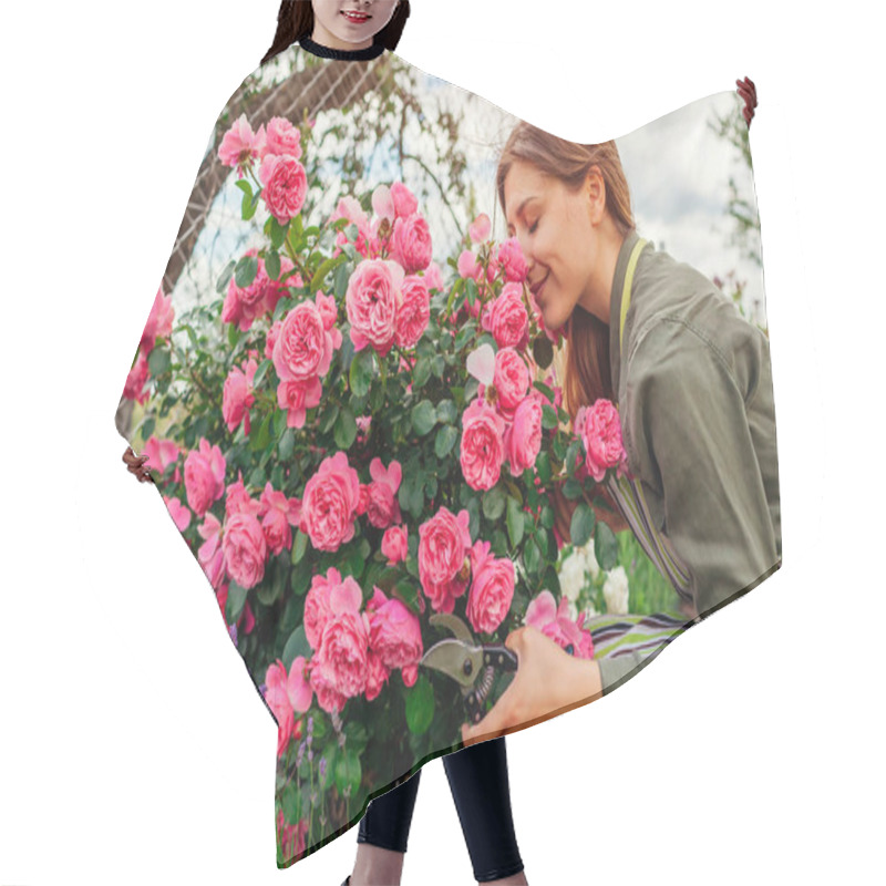 Personality  Young Woman Smelling Leonardo Da Vinci Rose Pink Flowers In Summer Garden. Happy Gardener Holding Pruner To Cut Blooming Stems. Meilland Selection. Hair Cutting Cape