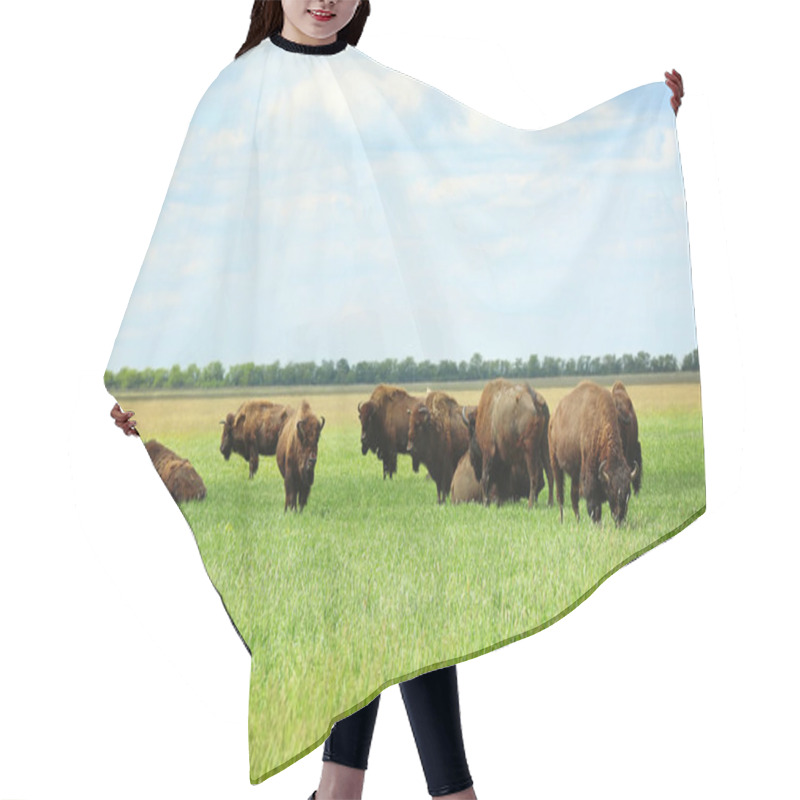 Personality  Wild Bison In Steppe  Hair Cutting Cape