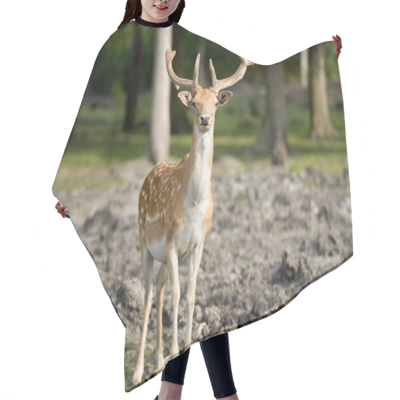 Personality  Fallow Deer Hair Cutting Cape