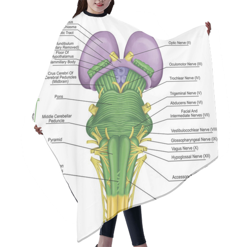 Personality  Brainstem, Brain Stem, Ventral View, Posterior Part Of The Brain, Adjoining And Structurally Continuous With The Spinal Cord, Motor And Sensory Innervation To The Face And Neck Via Thecranial Nerves Hair Cutting Cape