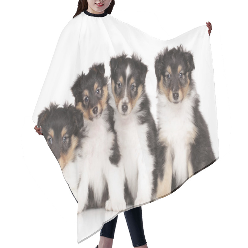 Personality  Group Of Shelti Puppies Hair Cutting Cape