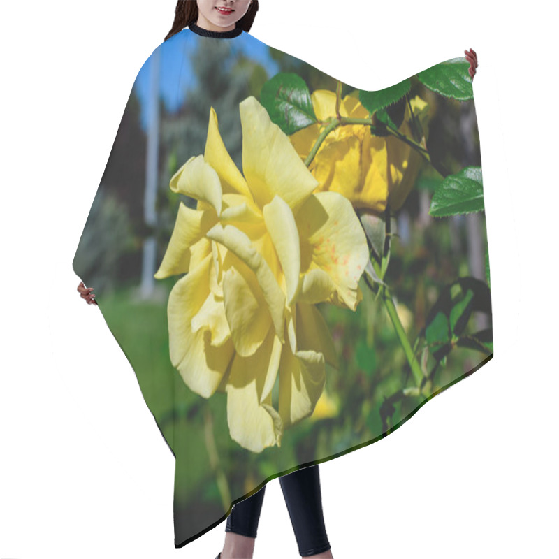 Personality  Close Up On One Delicate Fresh Vivid Yellow Rose And Green Leaves In A Garden In A Sunny Summer Day, Beautiful Outdoor Floral Background Photographed With Soft Focus Hair Cutting Cape