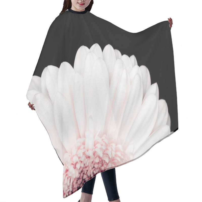 Personality  Beautiful Pink And White Gerbera Isolated On Black Hair Cutting Cape