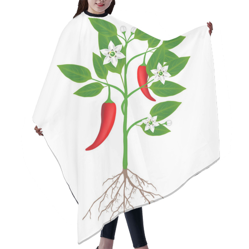 Personality  A Plant Of Chili Peppers On A White Background. Hair Cutting Cape