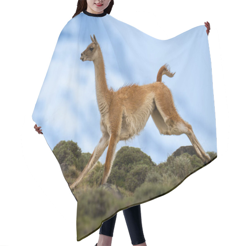 Personality  Guanaco Crosses Hilltop With Snowy Peak Behind Hair Cutting Cape