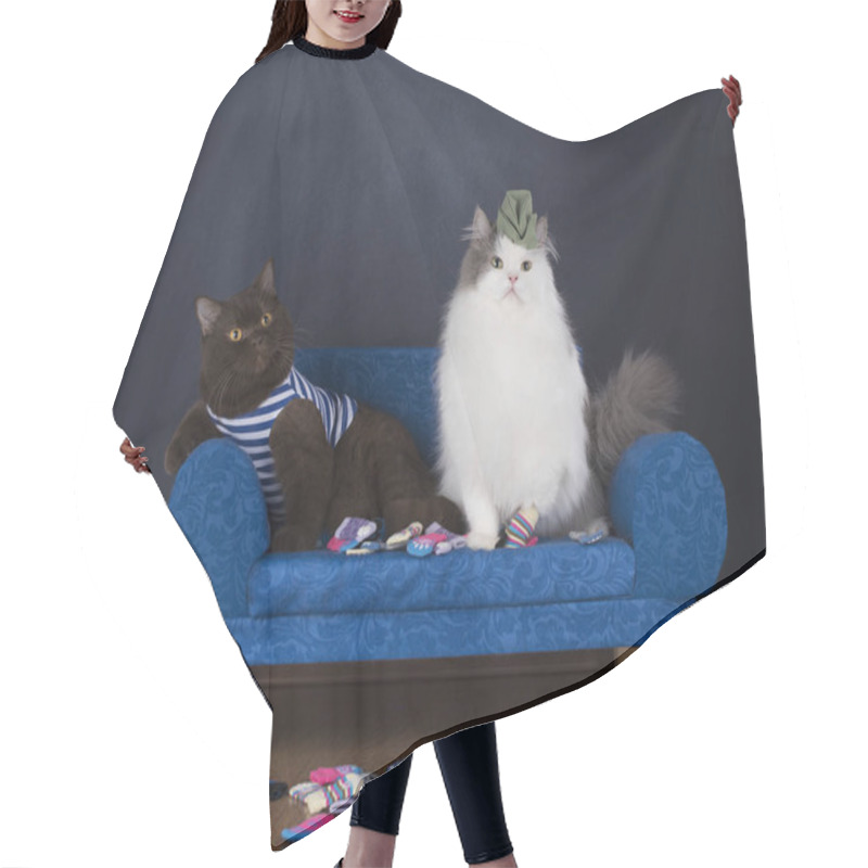 Personality  Two Cats Choose Socks Sitting On The Couch Hair Cutting Cape