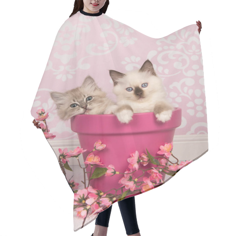 Personality  Two Rag Doll Baby Cats In A Pink Flowerpot With Pink Flowers  Hair Cutting Cape