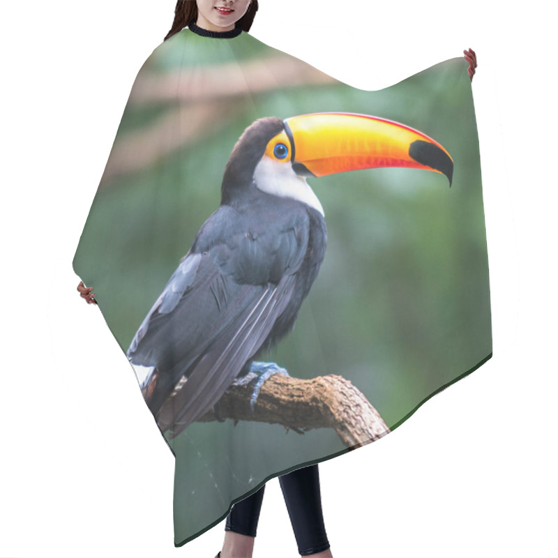 Personality  Toucan (Ramphastos Toco) Sitting On Tree Hair Cutting Cape