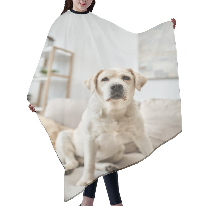 Personality  Animal Companion, Labrador Sitting On Comfortable Sofa In Living Room Inside Of Modern Apartment Hair Cutting Cape