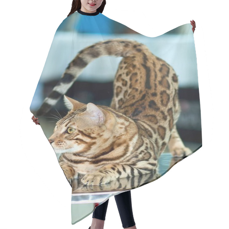 Personality  Beauty Cat Hair Cutting Cape