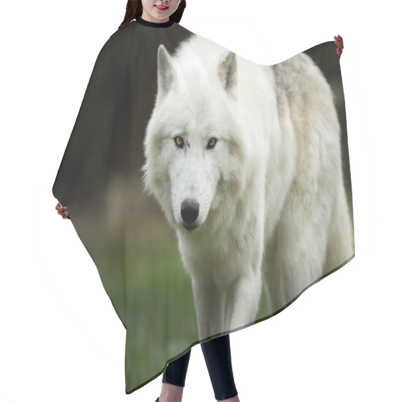 Personality  White Wolf In The Forest Hair Cutting Cape