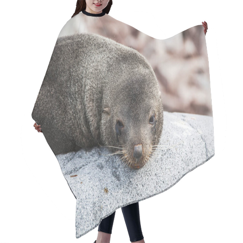 Personality  Cute Sea Lion Relaxing On A Rock In Antarctica Hair Cutting Cape