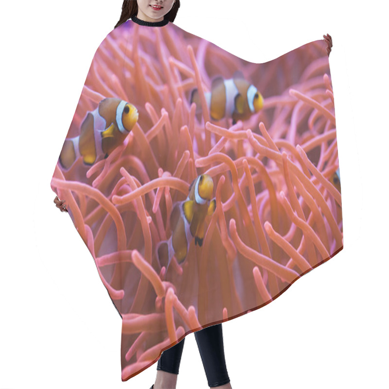 Personality  Swimming Ocellaris Clownfishes Hair Cutting Cape