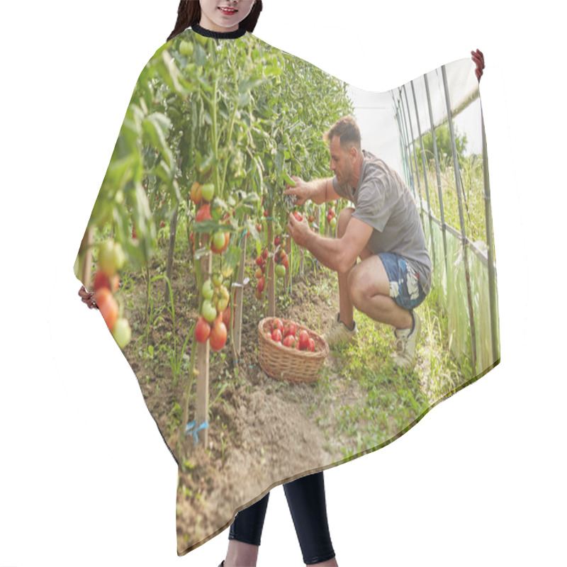 Personality  Farmer Picking Tomatoes In A Basket, In The Hothouse Garden Hair Cutting Cape