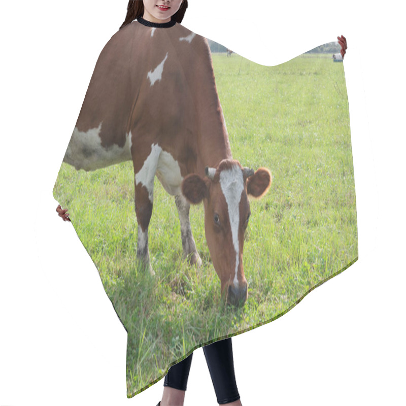 Personality  Cows Graze On The Pasture Of The Farm. Agriculture. Cattle Breeding. Hair Cutting Cape