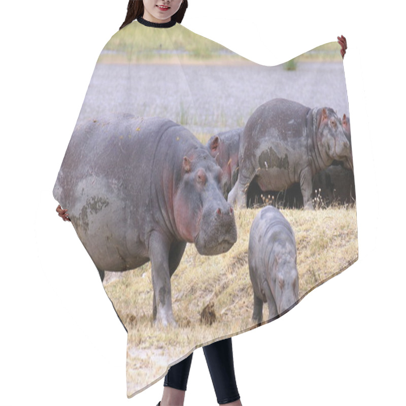 Personality  Hippopotamus With A Little Baby Hippo In The Savannah Of Africa Hair Cutting Cape