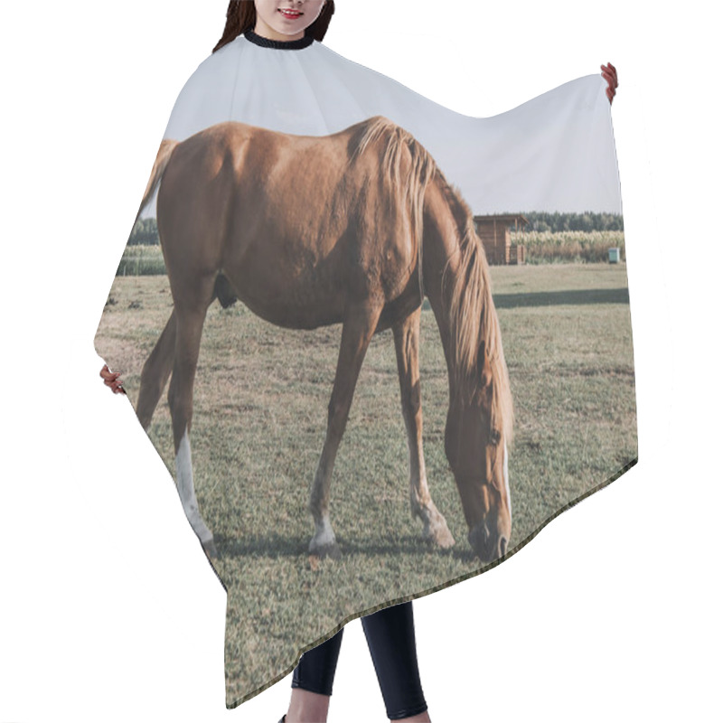 Personality  Beautiful Brown Horse Grazing On Meadow In Countryside Hair Cutting Cape