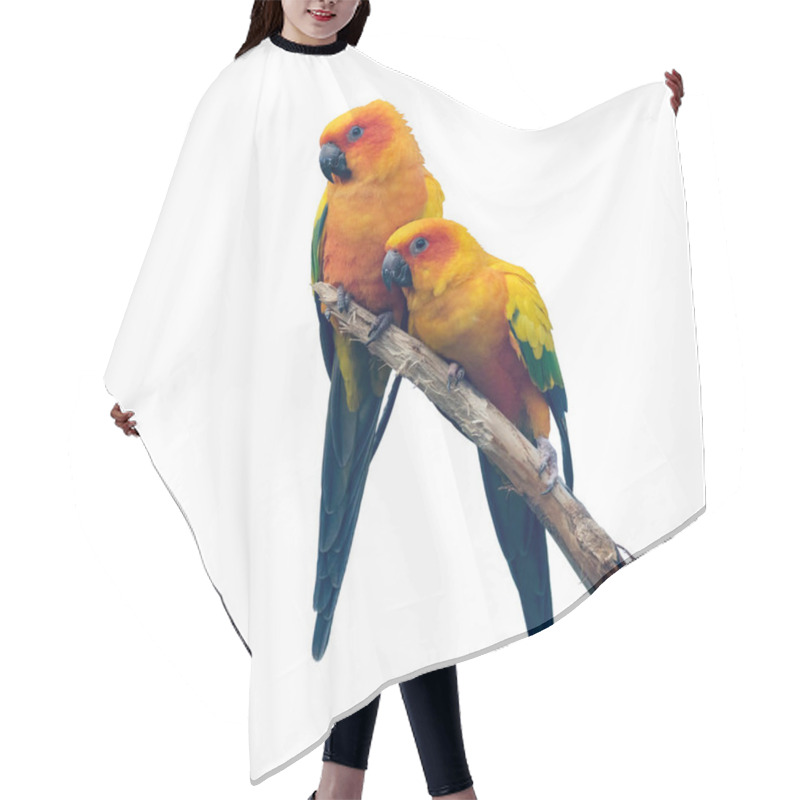 Personality  Two Sun Conure Parrakeets Isolated On White Background Hair Cutting Cape