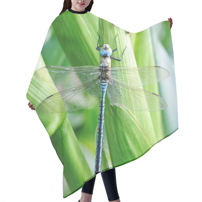 Personality  Blue Dragonfly Hair Cutting Cape