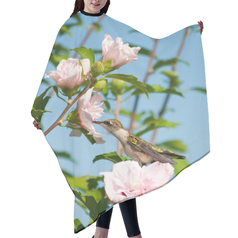 Personality  Lazy Little Hummingbird Sitting On An Althea Flower Hair Cutting Cape