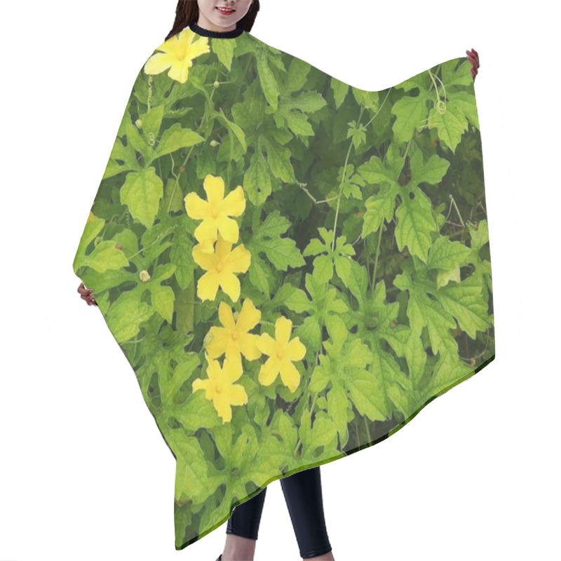 Personality  A Close-up Image Of A Cluster Of Bright Yellow Flowers Blooming Amidst A Backdrop Of Lush Green Leaves. Hair Cutting Cape