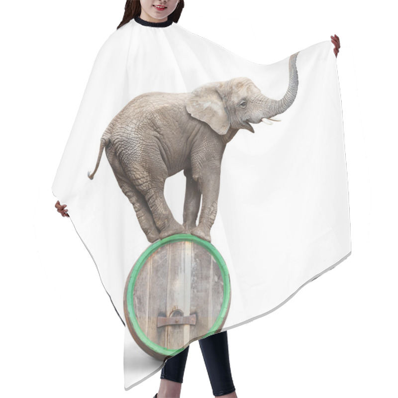 Personality  Elephant Balancing On A Beer Barrel. Hair Cutting Cape