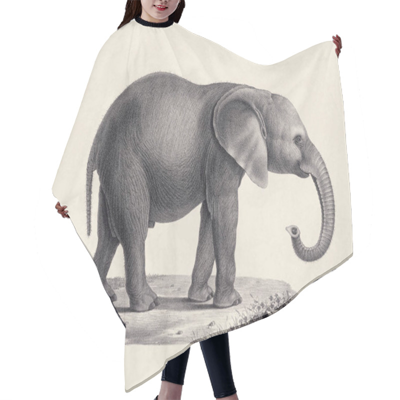 Personality  Elephant Illustration. Pencil Sketch Of An Elephant Isolated On An Aged  Beige Background. Hair Cutting Cape