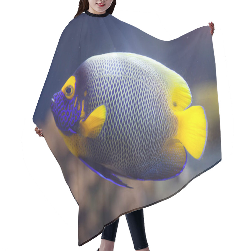 Personality  Yellow-faced Angelfish (Pomacanthus Xanthometopon) Hair Cutting Cape