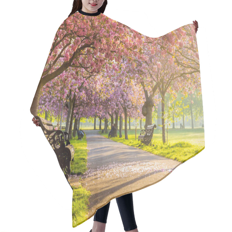 Personality  Benches On A Path With Green Grass And Cherry Blossom Or Sakura Flower. Hair Cutting Cape