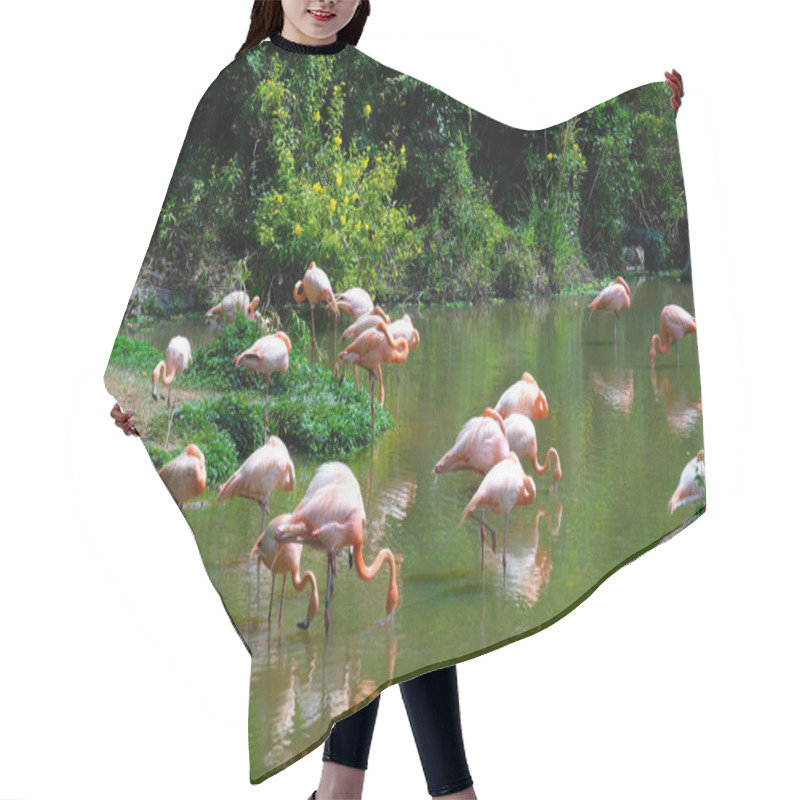 Personality  Several Flamingos Stand Elegantly In Shallow Water, Their Soft White Feathers With Pink Accents Reflecting In The Calm Water. The Lush Greenery And Wooden Barrier Add. High Quality Photo Hair Cutting Cape