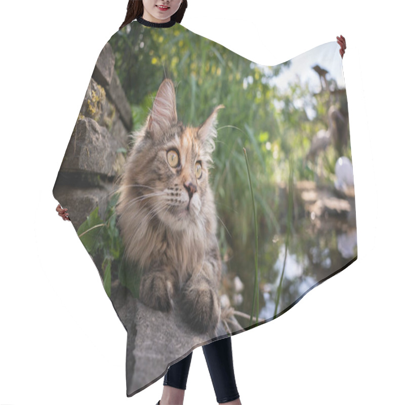 Personality  Maine Coon Cat Beside Pond Hair Cutting Cape