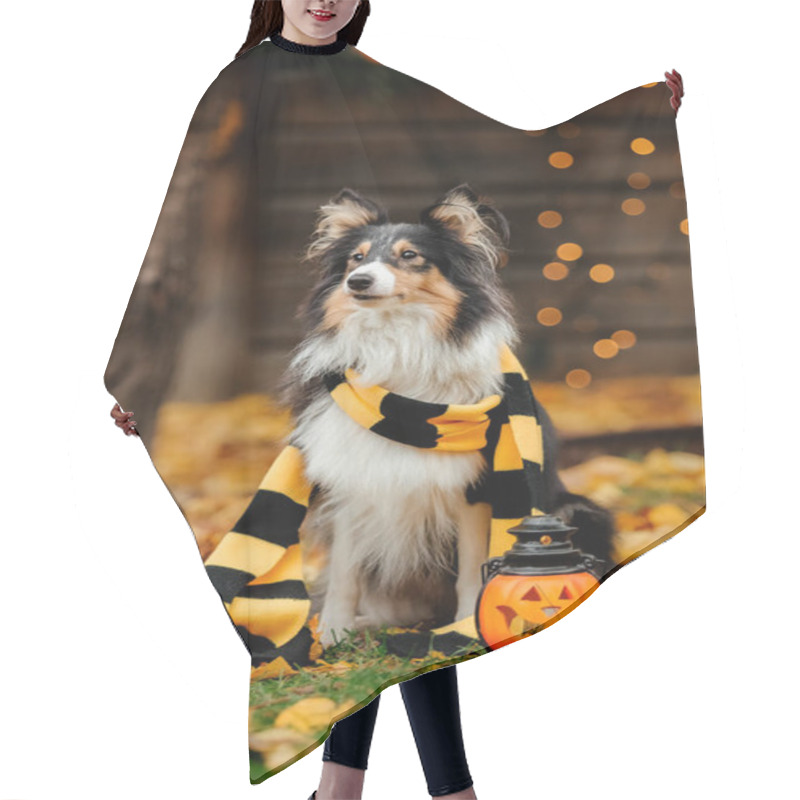 Personality  Dog In Scarf With Pumpkin. Halloween. Autumn  Hollidays And Celebration. Hair Cutting Cape