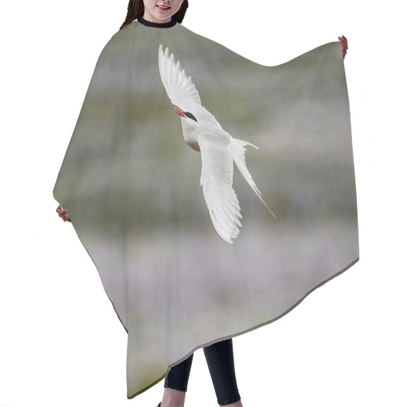 Personality  Arctic Tern In Elegant Flight Over A Serene Landscape In South Iceland Hair Cutting Cape