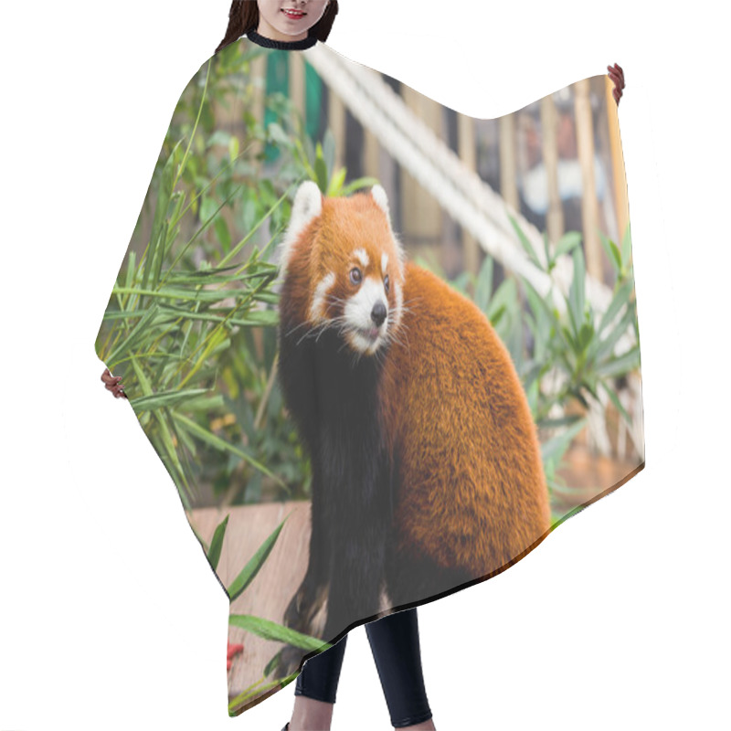 Personality  Red Panda Sitting On Table Hair Cutting Cape