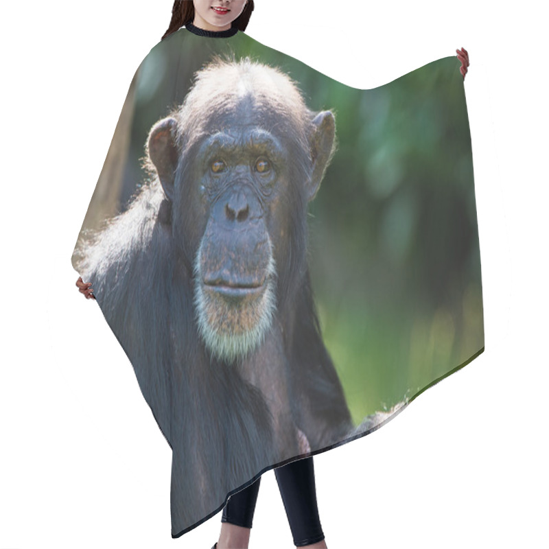 Personality  Chimpanzee Hair Cutting Cape