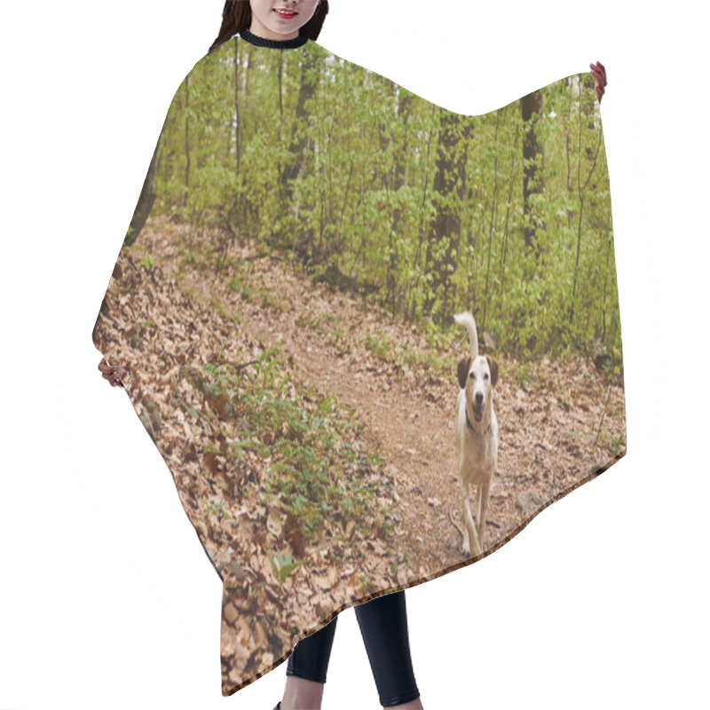 Personality  Photo Of Cute White Dog Running In Forest. Nature Photo Of Active Dogs, Pet In Leaf Fall Hair Cutting Cape