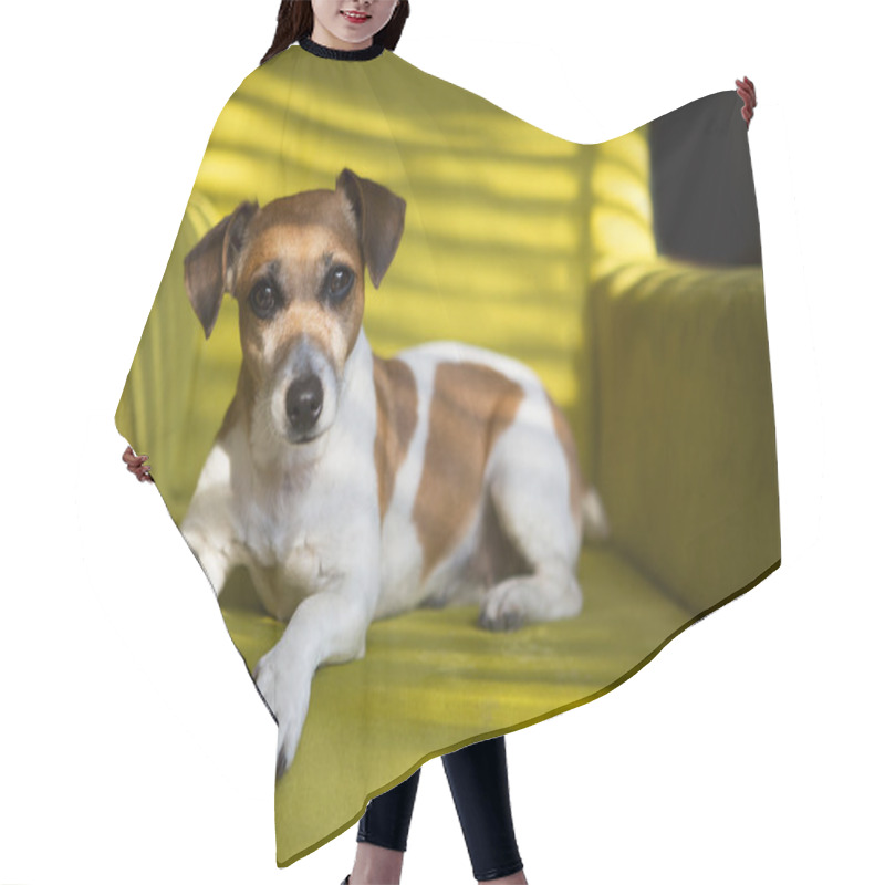 Personality  Cute Dog Relaxing On The Green Armchair Hair Cutting Cape