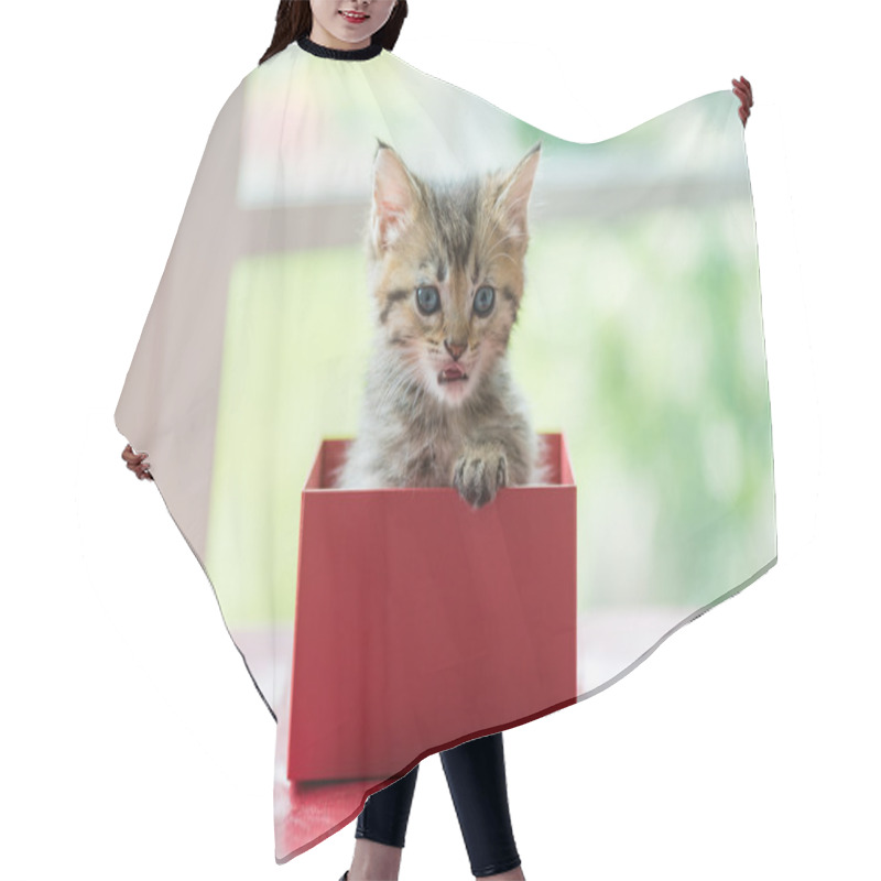 Personality  Cat In The Box Hair Cutting Cape