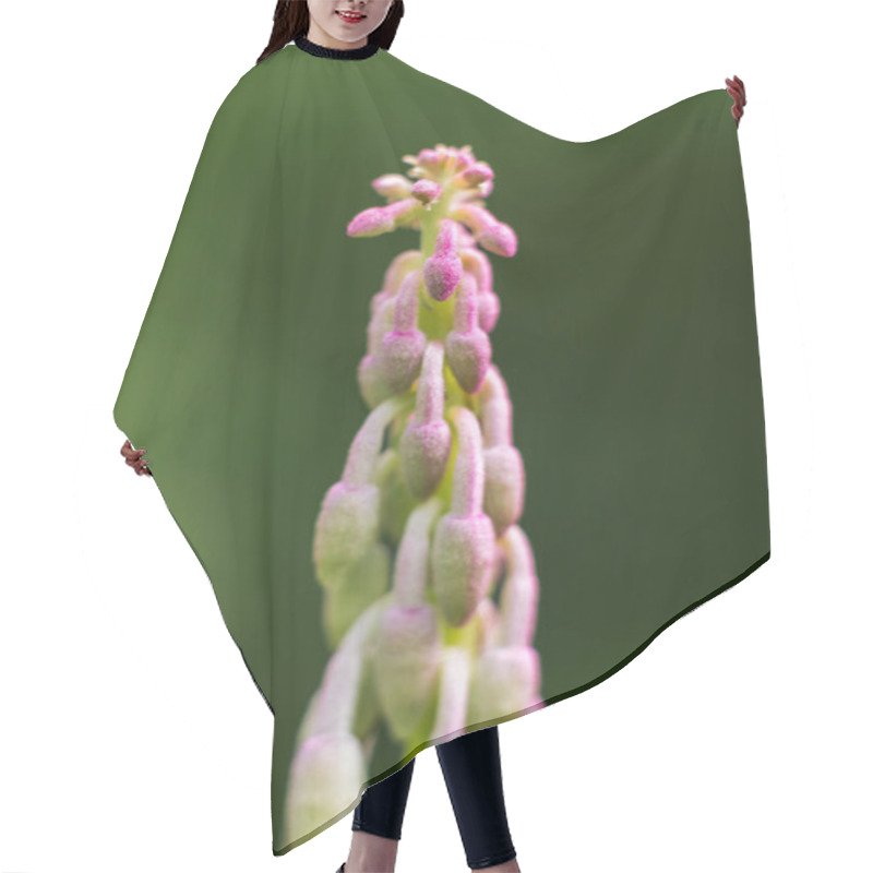 Personality  Capture The Beauty Of A Delicate Purple Cypripedium Flower Bud In Exquisite Detail, Showcasing Nature's Elegance In A Stunning Close-up Shot Hair Cutting Cape