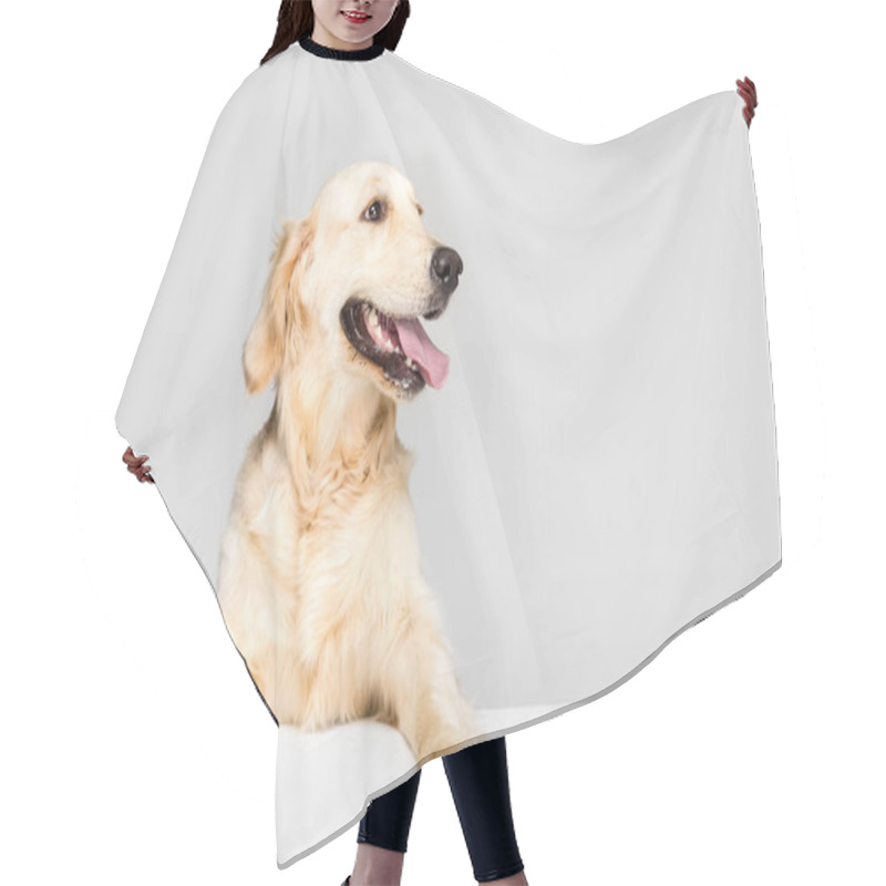 Personality  Dog With Empty Blank Hair Cutting Cape