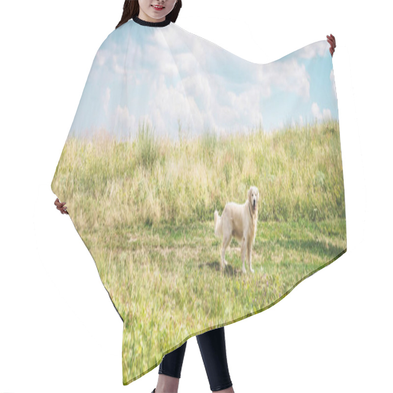 Personality  Friendly Golden Retriever Dog On Beautiful Meadow With Cloudy Sky Hair Cutting Cape