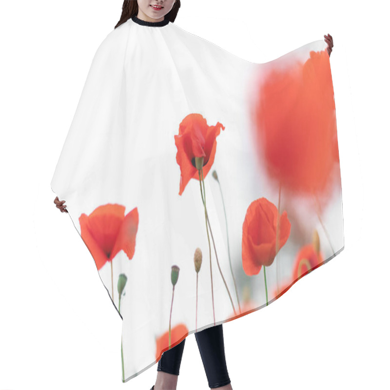 Personality  Beautiful Blooming Poppies Blurred Background. Red Poppy Flowers On A White Hair Cutting Cape