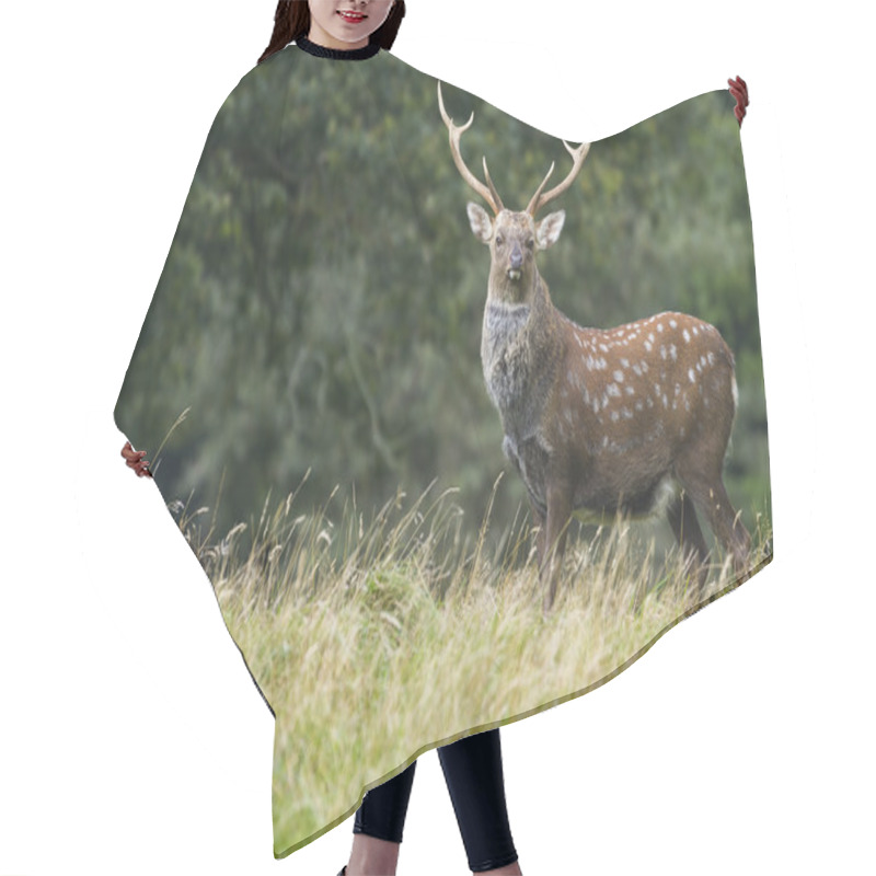 Personality  Sika Deer  (Cervus Nippon) Hair Cutting Cape