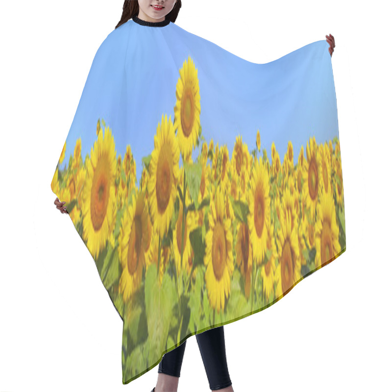 Personality  Wonderful Panoramic View Field Of Sunflowers By Summertime Hair Cutting Cape